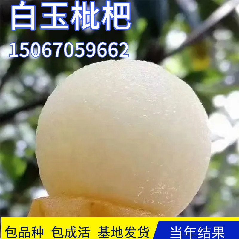 枇杷树嫁接方法和时间