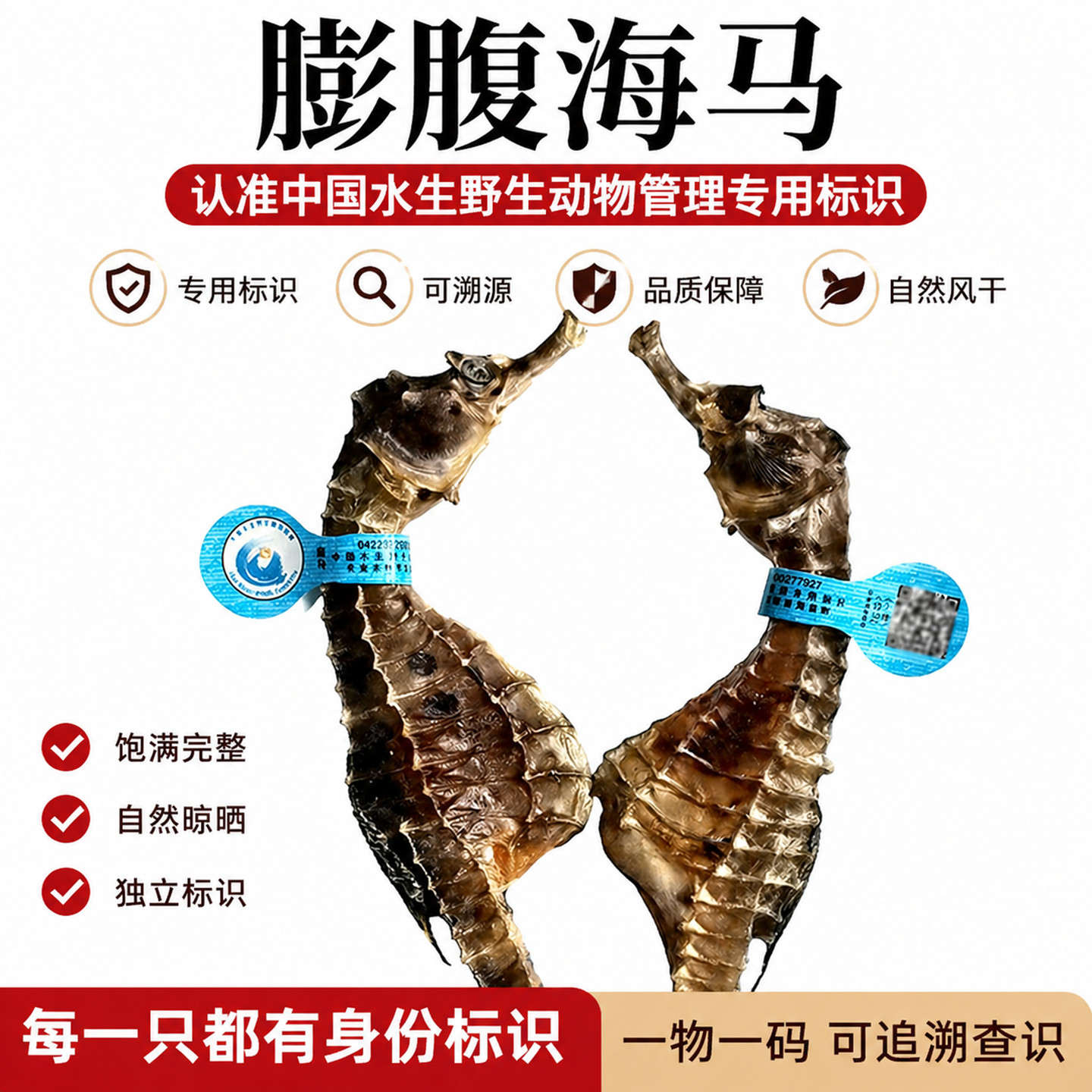 正品溯源海马干货公母配对海龙滋补泡酒煲汤料儿童汤包礼盒