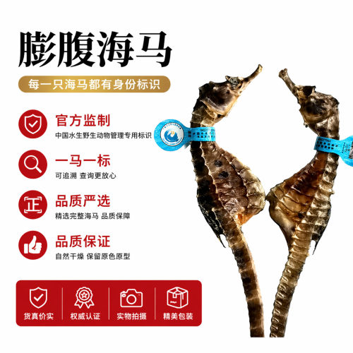 正品海马干货公母配对煲汤泡酒料