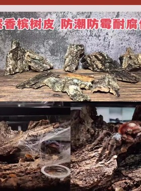 云南香槟木树皮鱼缸爬宠造景守宫蜥蜴蜘蛛蝎子躲避雨淋缸天然装饰