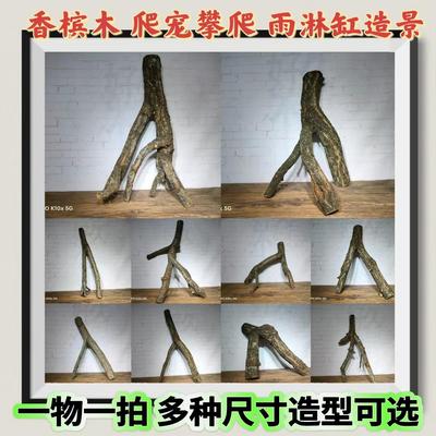 森林造景香槟木树干爬宠装饰