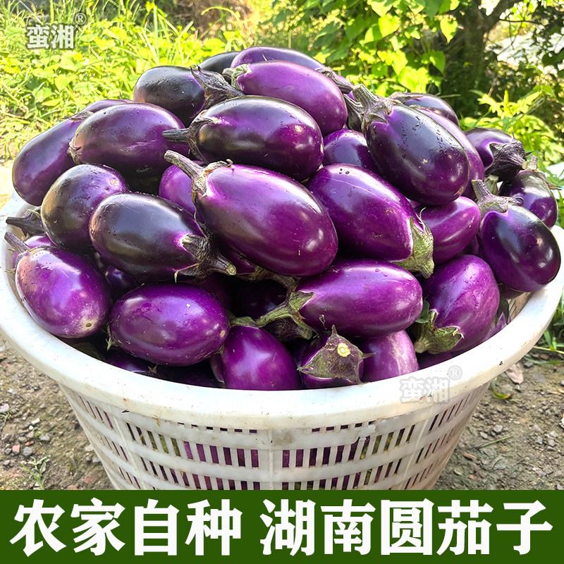 湖南本地紫色小圆茄子新鲜嫩糯农家自种现摘当季蔬菜素菜非山东北