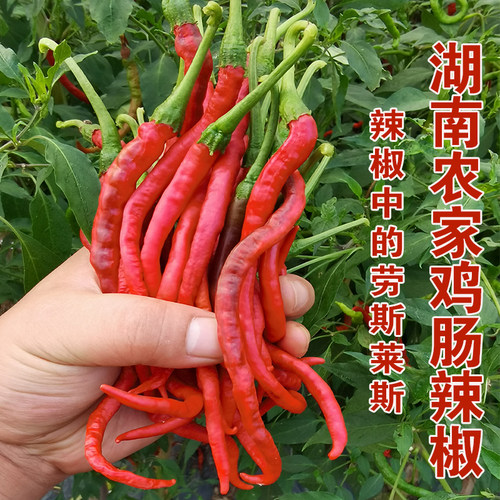 鸡肠红辣椒湖南农家现摘