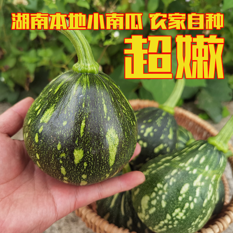 湖南小南瓜新鲜嫩农家自种青皮黄心圆吊瓜当季时令蔬菜非四川云南