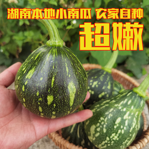 湖南浏阳本地绿青花新鲜现摘南瓜