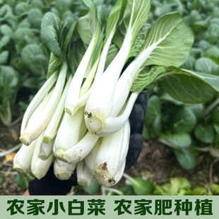 湖南农家菜自种小白菜新鲜蔬菜绿叶子菜嫩奶油青菜现摘现发时令