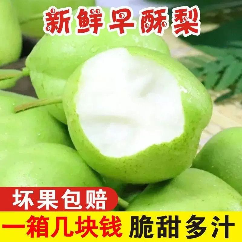 新鲜早酥梨青皮梨子酥脆多汁微酸新鲜时令孕妇水果非砀山酥梨