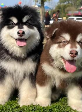香港发货巨型灰桃脸黑色红阿拉斯加幼犬萨摩耶雪橇犬哈士奇宠物狗