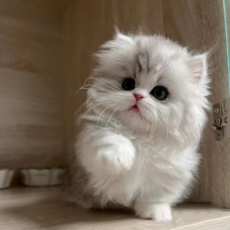 港澳台发货银白曼基康拿破仑矮脚猫长毛米努特不掉毛宠物金吉拉猫