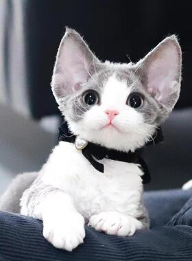 香港发货德文卷毛猫活体短毛虎斑黑白开脸不掉毛东短宠物猫咪幼崽