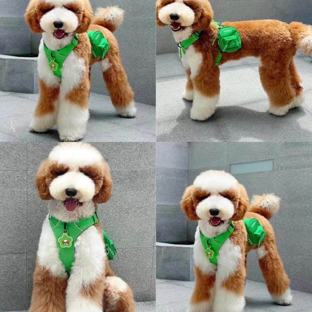 黑白花巨贵长毛犬大泰迪犬家养活体宠物狗