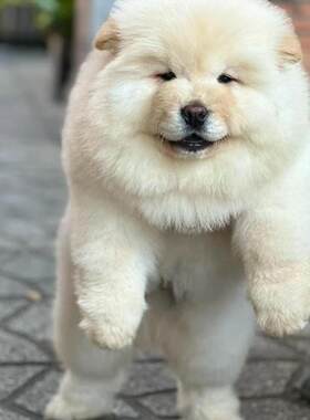 香港发货血统大头肉嘴松狮犬幼犬崽黄色活体黑白色松狮大型宠物狗