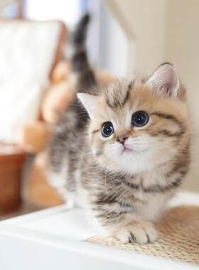 全国香港发货金虎斑矮脚猫起司虎斑美短猫幼崽曼基康宠物短毛猫