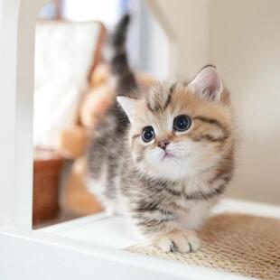 全国香港发货金虎斑矮脚猫起司虎斑美短猫幼崽曼基康宠物短毛猫