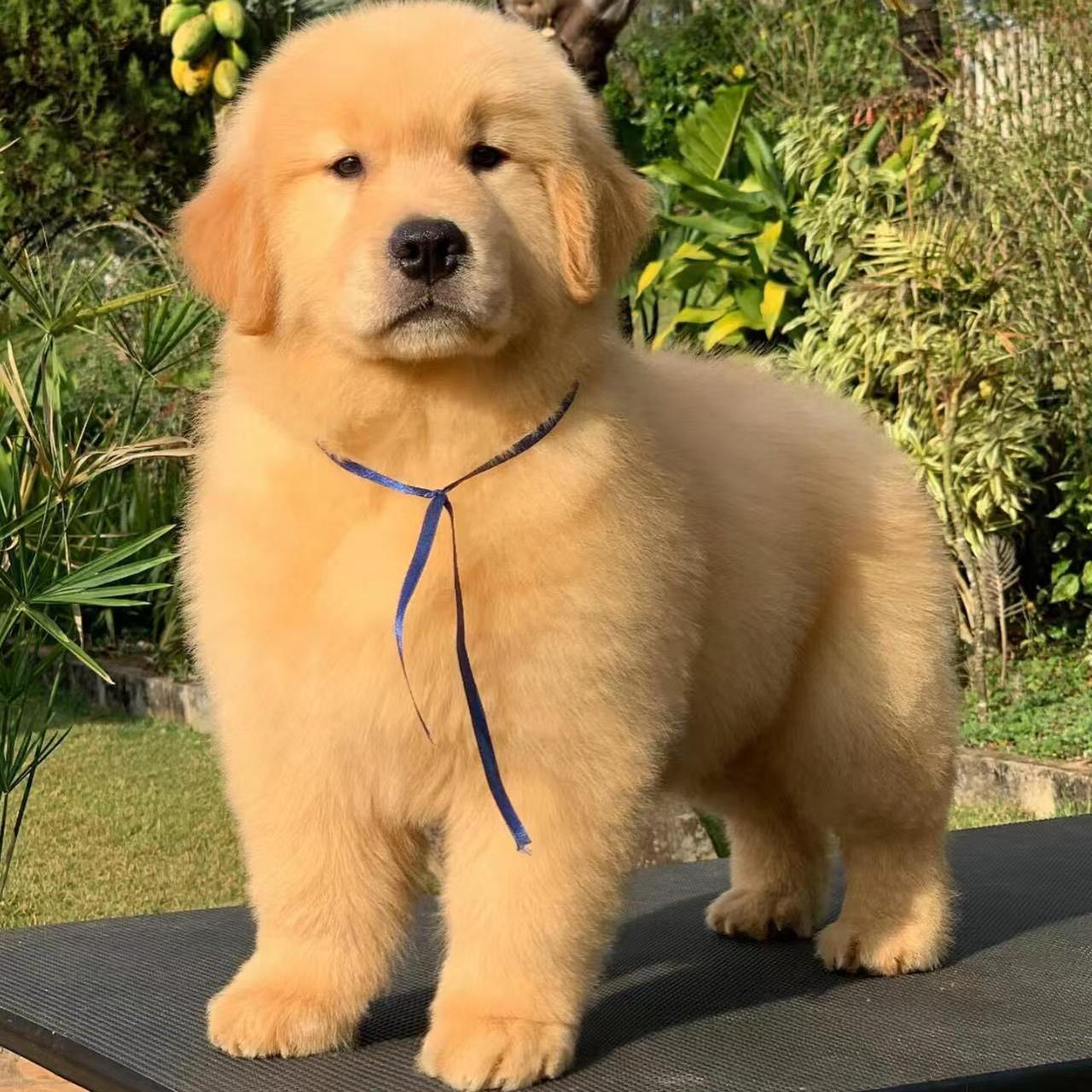 香港澳门发货双血统金毛幼犬宠物狗狗活体大型金毛导盲寻回犬幼崽