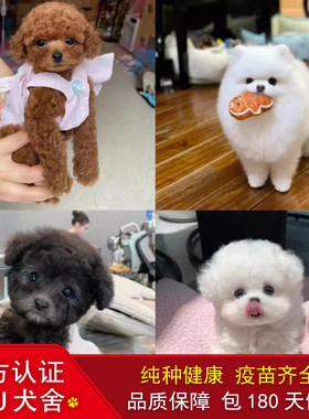香港香港纯种泰迪比熊博美幼犬