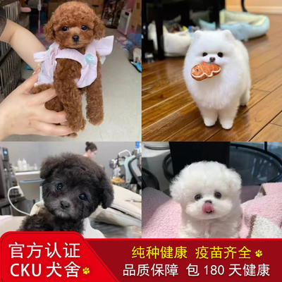 香港香港纯种泰迪比熊博美幼犬
