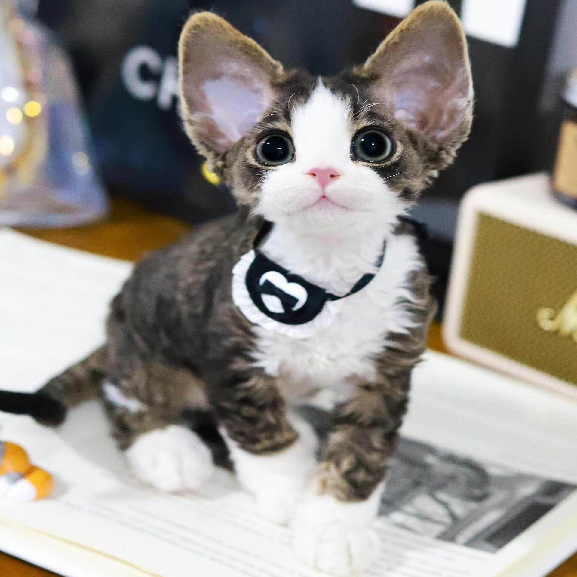 香港猫舍白色德文卷毛猫幼崽虎斑异瞳赛级活体不掉毛的宠物无毛猫