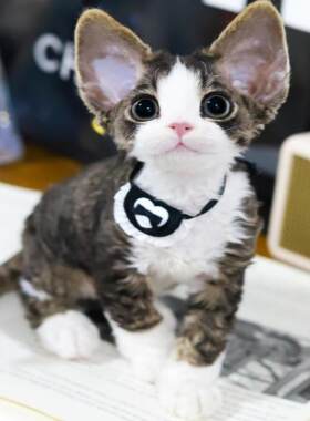 香港猫舍白色德文卷毛猫幼崽虎斑异瞳赛级活体不掉毛的宠物无毛猫