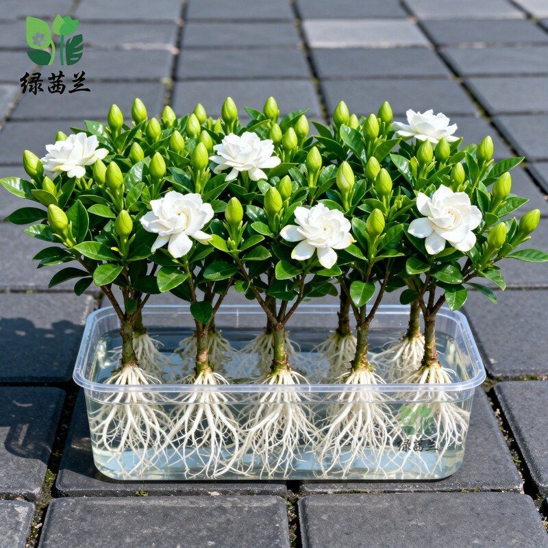 水培栀子花盆栽带花苞四季好养室内花卉绿植物办公室桌面水养鲜花图片