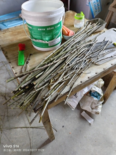 柳条 柳树枝条 新鲜柳树枝