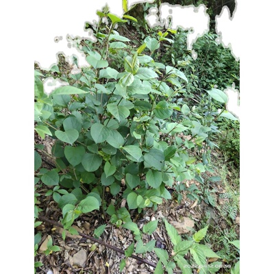 虎杖花斑竹、酸筒杆、酸汤梗、川筋龙、斑庄、斑杖根、黄地榆