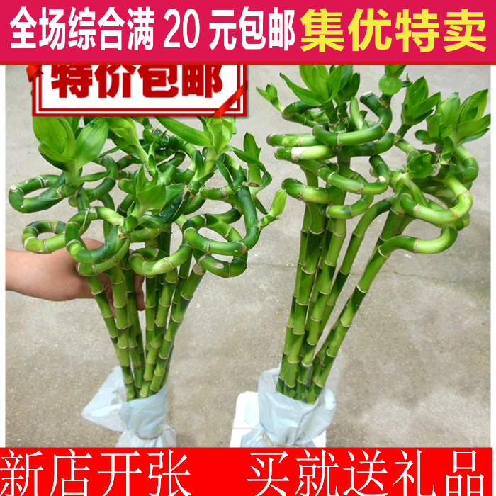 转运竹富贵竹植物水养弯竹开运竹