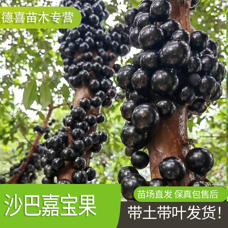 正宗嘉宝果新鲜果沙巴树苗南北方阳台庭院四季果树苗结果种植盆栽图片