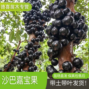 正宗嘉宝果新鲜果沙巴树苗南北方阳台庭院四季果树苗结果种植盆栽