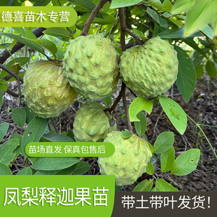 释迦果苗嫁接台湾凤梨释迦苗特大牛奶释迦番荔枝林檎南北方果树苗