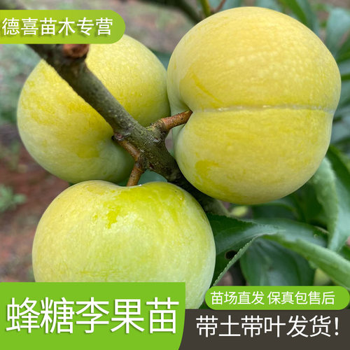 李子树苗嫁接蜂糖李子树苗