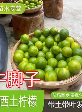 牛脚子苗广西本土薄皮柠檬咸柠檬