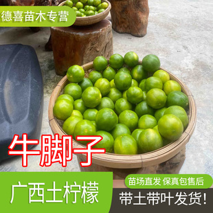 正品土柠檬树苗牛脚子苗野生广西本地薄皮柠檬厨房大料泡制咸柠檬