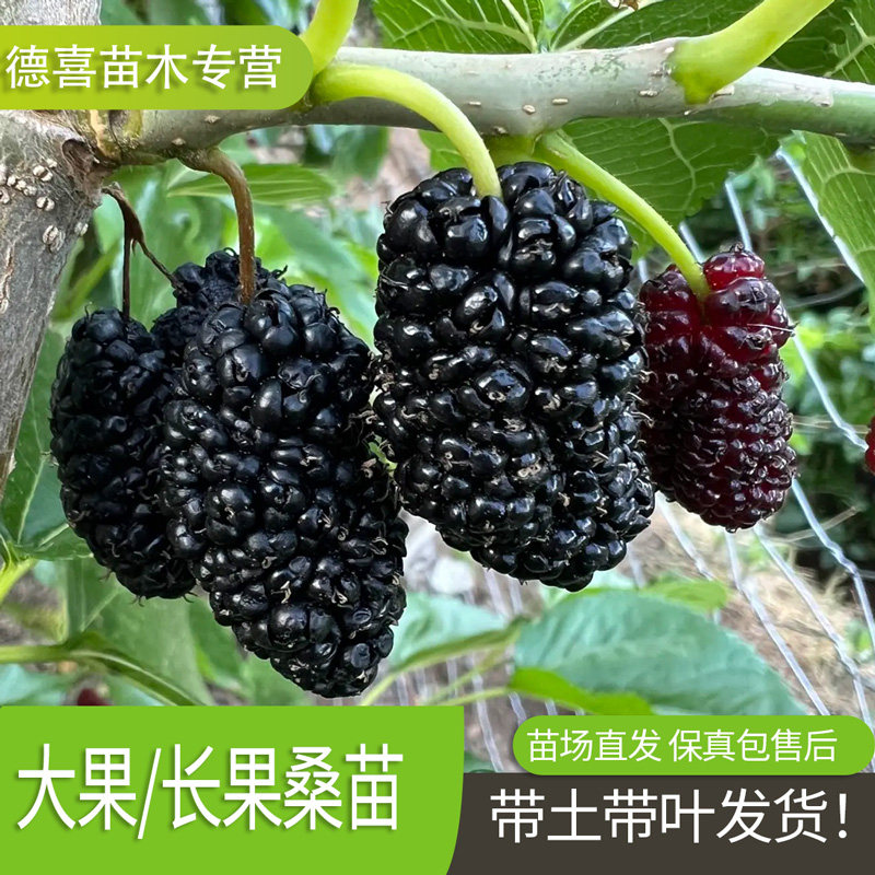 桑葚树苗嫁接无籽大十果桑苗当年结果南北方种植台湾四季长果盆栽