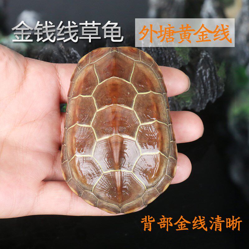 金钱草活体两只中华草龟饲养彩龟招财健母龟可爱正宗宠物爬行乌龟在类目 宠物/宠物食品及用品, 水族世界, 龟/鳖中 - 来自Buy2taobao.com提供专业的淘宝代购服务