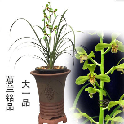 大一品蕙兰浓香型秋冬春季带花苞