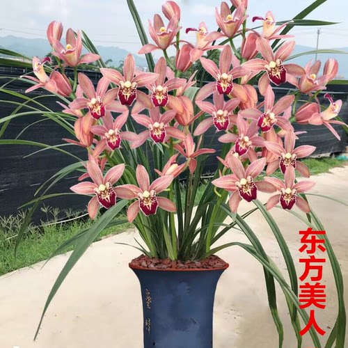 红双喜大花蕙兰浓香带花苞好养