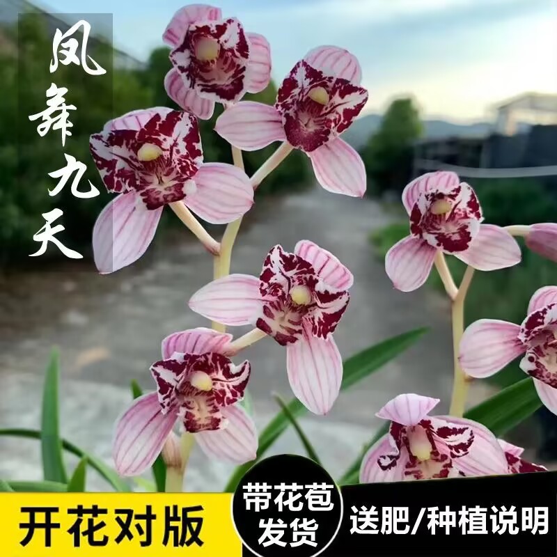 凤舞九天三星蝶红花四季建兰带花苞发货浓香型室内各种名贵兰花苗