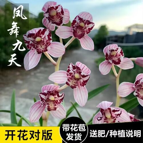 凤舞九天四季建兰浓香带苞浓香