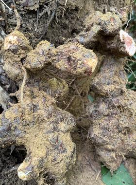 农村一浪农产品野生鲜货土茯苓2斤包邮