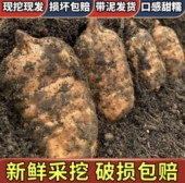 当季 3斤装 新鲜天麻正宗云南昭通小草坝天麻现挖带土头晕头痛