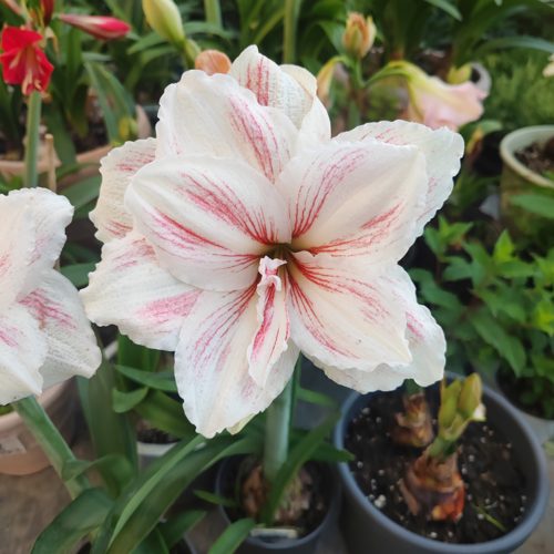 星辰的花园朱顶红水彩画带根带叶