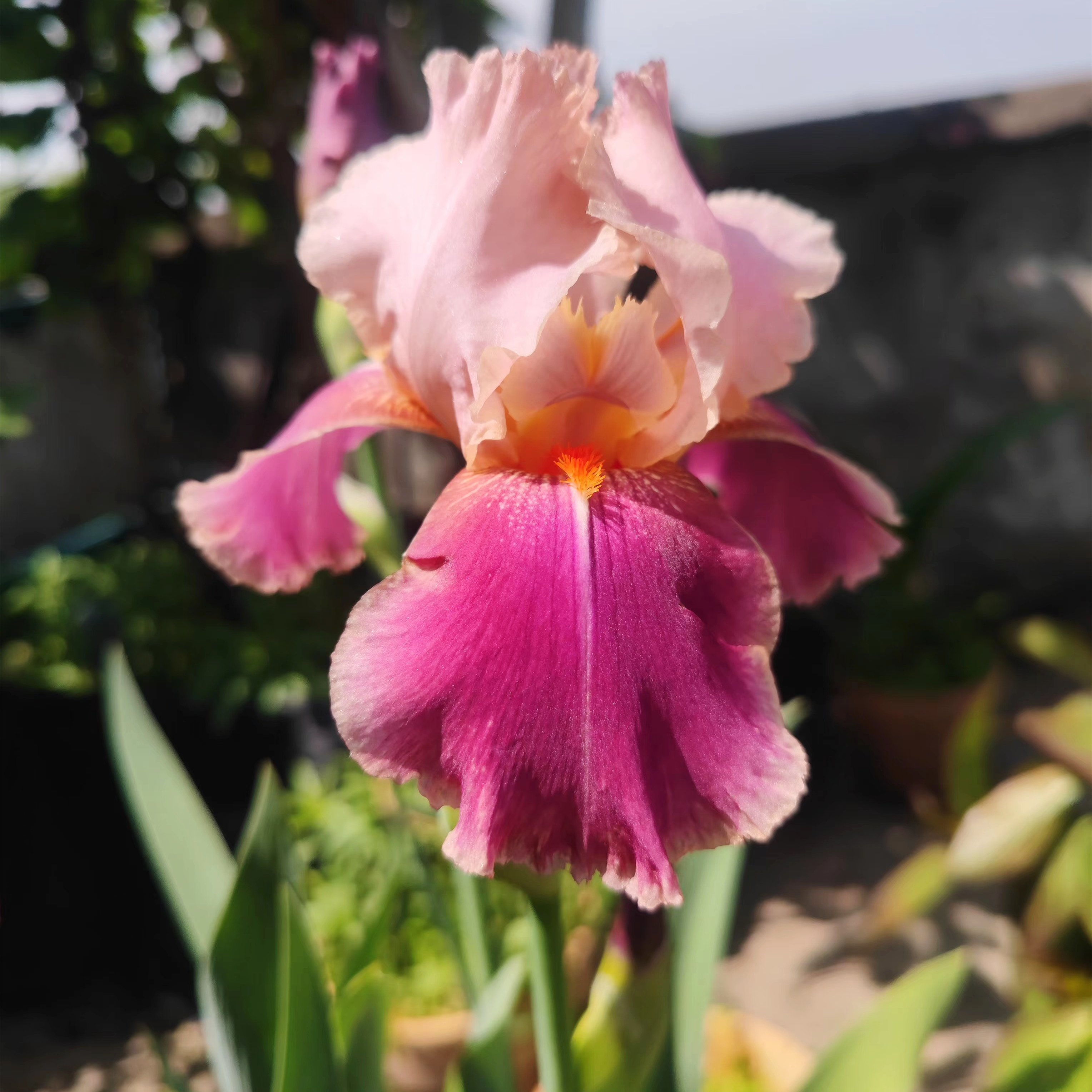 德国鸢尾球根盆栽苗多年生耐寒耐热花卉观花植物阳台庭院易活地栽