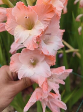 进口唐菖蒲剑兰种球好养多年生