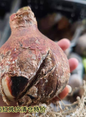 进口朱顶红残次球无售后无退不换不包对版精灵爱神蒂卡梦幻惊奇铃