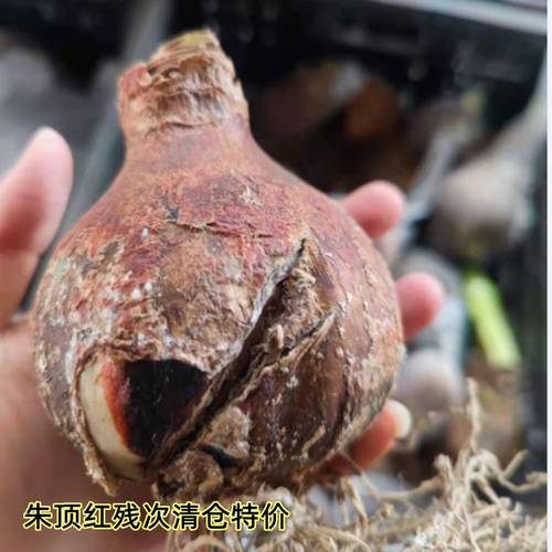 瑕疵残次进口朱顶红特价爱神鬼魅