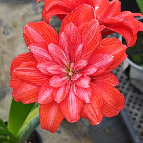 朱顶红小苗鬼魅梦幻安吉拉包对版