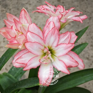 朱顶红种球小苗重瓣荷兰朱澳朱惊奇铃声北极铃声梦幻杏色天空进口