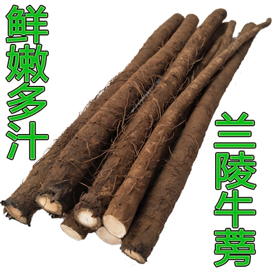 现挖鲜牛蒡段装鲜嫩多汁产地直供