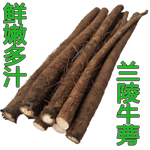 现挖鲜牛蒡段装鲜嫩多汁产地直供